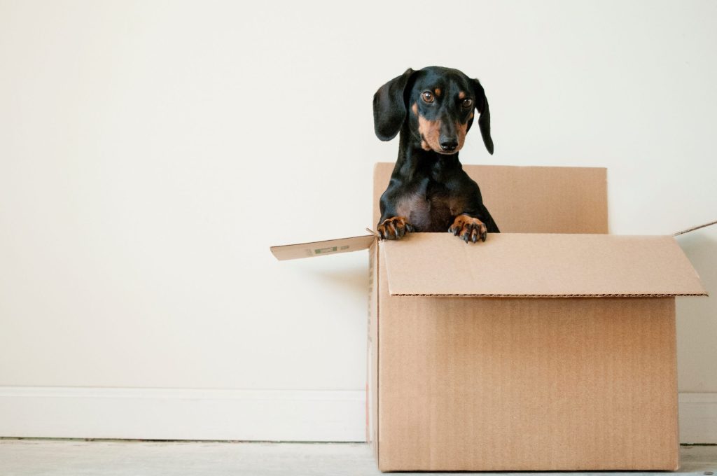 Moving abroad with pets can be intimidating, but following a moving guide will help you!